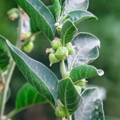 Ashwagandha – The winter cherry from Ayurveda
