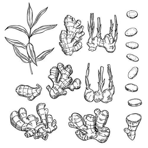 Turmeric rhizomes showing disease severity of rotting (C—control;... |  Download Scientific Diagram