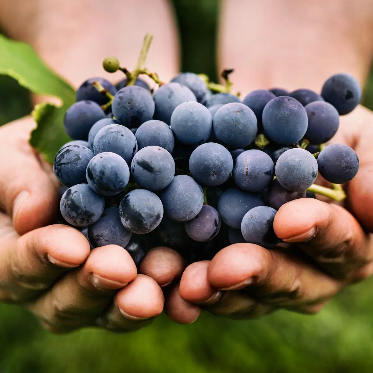 Resveratrol Supplements: Dosage and Benefits