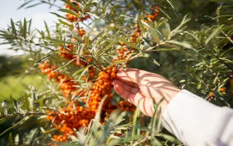 Sea buckthorn - a local superfood and natural preservative
